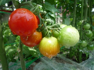 tomato H23.6.23.jpg